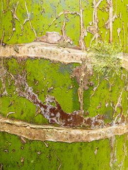 Nikau palm Rhopalostylis sapida tree trunk close-up scarred bark background texture pattern