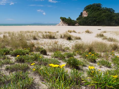 Scenic coastline beach landcape of Coromandel Peninsula North Island of New Zealand