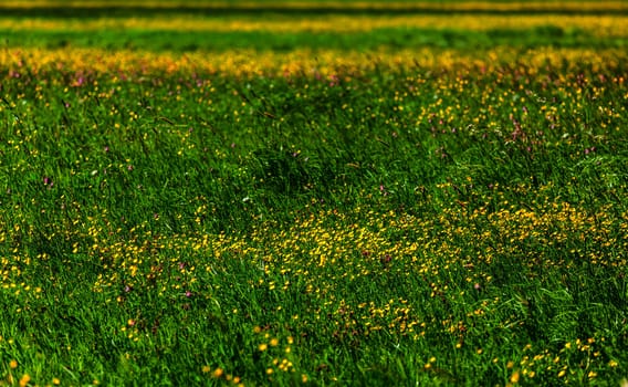 Spring summer background - blooming flowers field meadow shallow depth of focus
