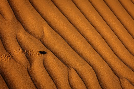 Scarab (Scarabaeus) beetle on desert sand dune