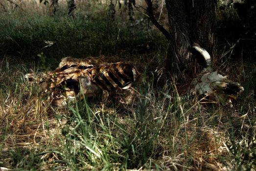 Remains of the cattle killed by predators
