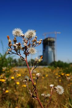 Close-up photo of the plant with building at the background