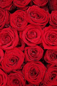 Big red roses in a group, perfect as a background