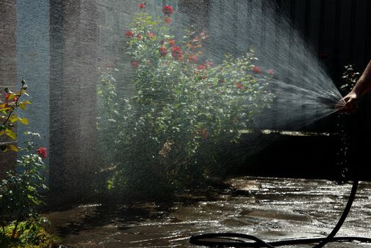 Hand of gardener holding the garden hose and watering