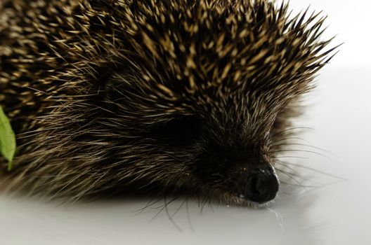 Detail of hedgehogs head. Isolated on white.