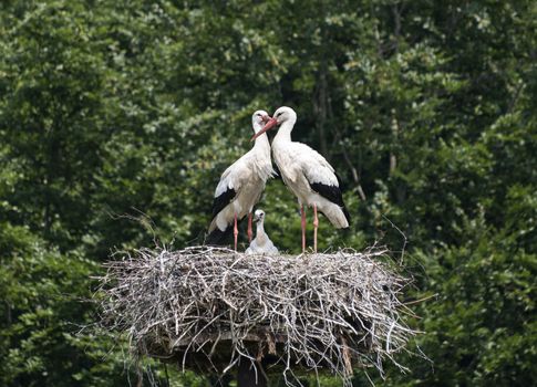 nest with stork couple with young in holland with blue sky as background