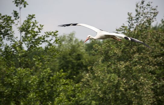 one stork flying in the sky with green trees as background