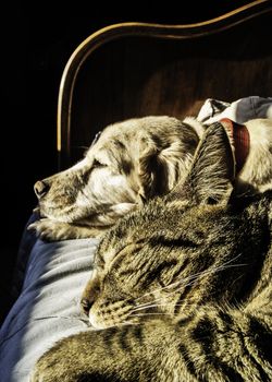 Portrait of male cat and female dog sleeping together