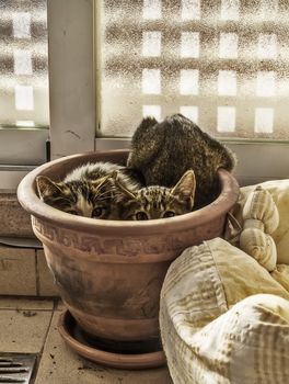 Two scared kittens hidden inside a plant pot