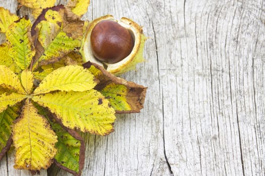 chestnut and autumn leaves