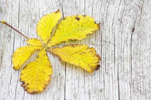  autumn leaf on old wooden background