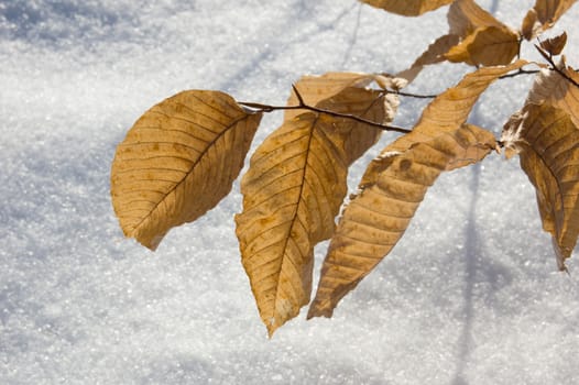 Dry leaves in winter on snow background.