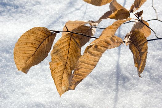 Dry leaves in winter on snow background.
