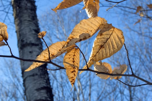 Dry leaves in winter on snow background. 