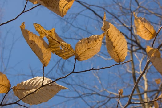 Dry leaves on trees in winter on sky background. Awenda.