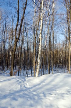 winter forest under snow in Ontario park