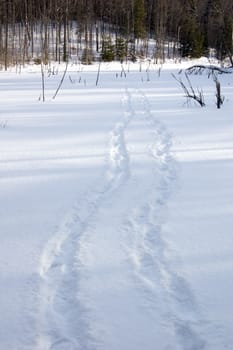 Human tracks in winter forest under snow in Ontario park