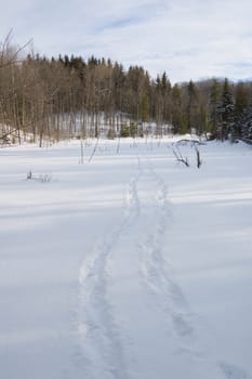 Human tracks in winter forest under snow in Ontario park