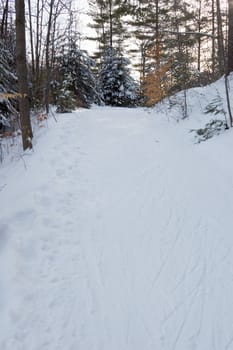 Ski tracks in winter forest under snow in Ontario park