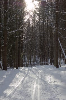 Ski tracks in winter forest under snow in Ontario park