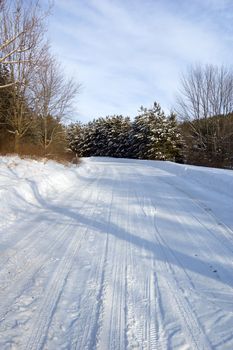 Car tracks on the forest road in sunny winter day