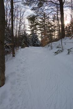 Ski tracks in winter forest under snow in Ontario park
