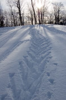 Ski tracks in winter forest under snow in Ontario park