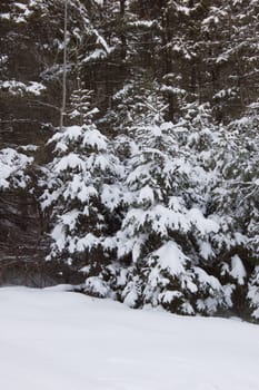 Snow on branches of spruce tree on firest background