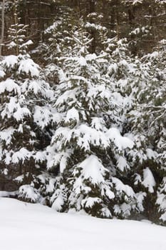Snow on branches of spruce tree on firest background