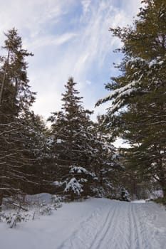 Ski tracks in winter forest under snow in Ontario park