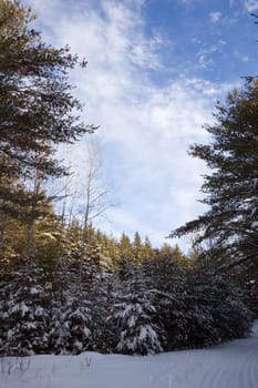 Ski tracks in spruce forest in sunny day