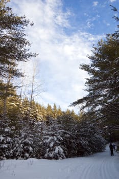 Ski tracks in spruce forest in sunny day