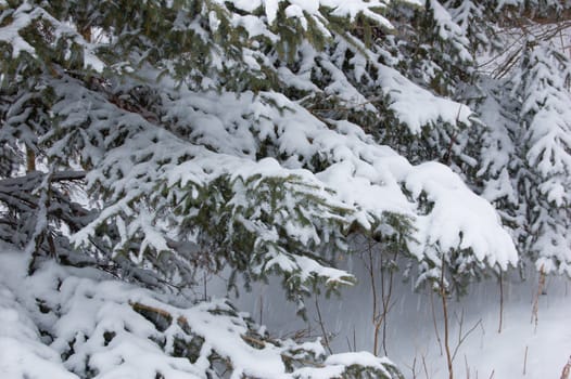 Snow on branches of spruce tree on firest background