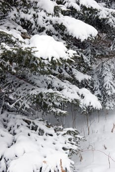 Snow on branches of spruce tree on firest background