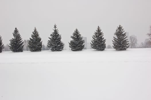 Seweral spruce trees in fog weather in Toronto park