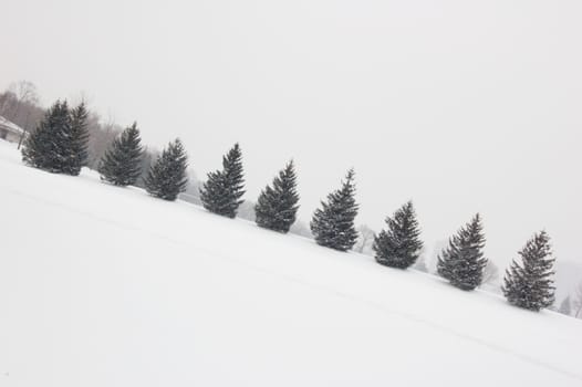 Seweral spruce trees in fog weather in Toronto park