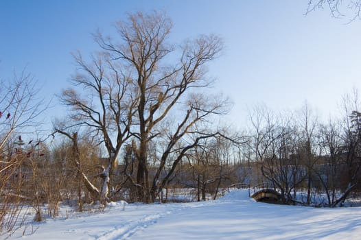 Sunset in Toronto park in winter time