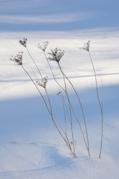 Sunlit dry grass blade on dark snow background