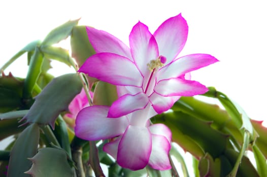 Schlumbergera flowers on white background