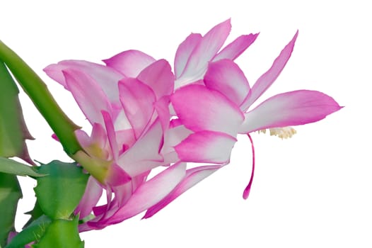 Schlumbergera flowers on white background