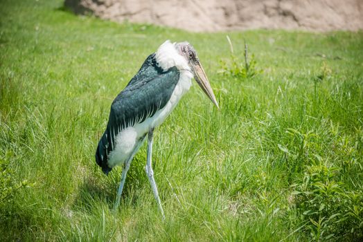 Marabou stork walking alone in the tall grass