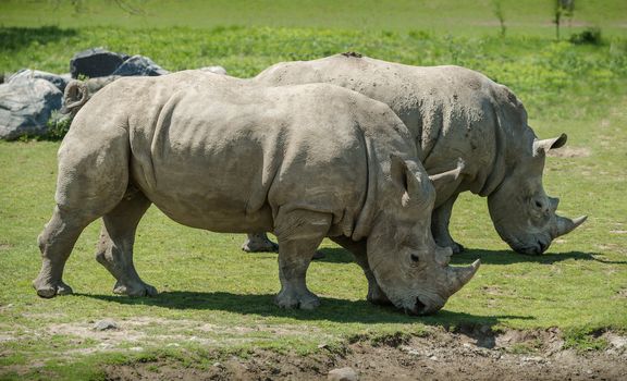 A couple of white Rhinoceros Grazing together. It is a beautiful sunny spring day.