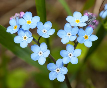 Flowers forget-me-in the form of heart  in vivo. Myos��tis (lat)