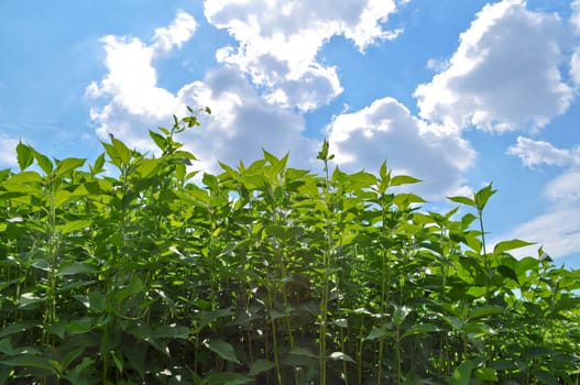 Green grass and blue sky covered with clouds. Sunny day in early summer.
