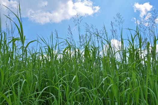Green grass and blue sky covered with clouds. Sunny day in early summer.