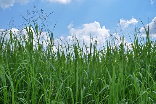 Green grass and blue sky covered with clouds. Sunny day in early summer.