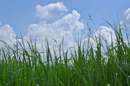 Green grass and blue sky covered with clouds. Sunny day in early summer.