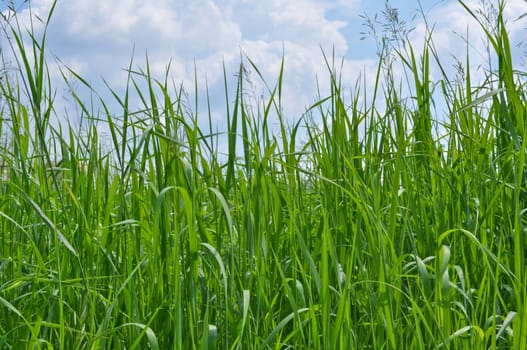 Green grass and blue sky covered with clouds. Sunny day in early summer.