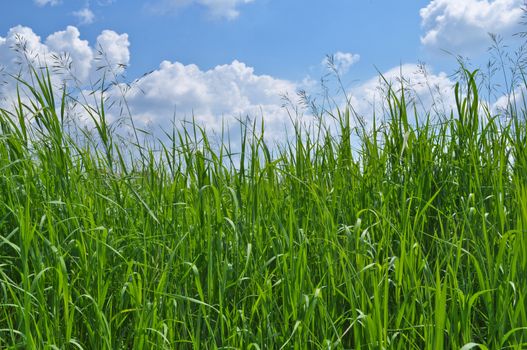 Green grass and blue sky covered with clouds. Sunny day in early summer.