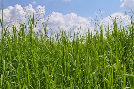 Green grass and blue sky covered with clouds. Sunny day in early summer.